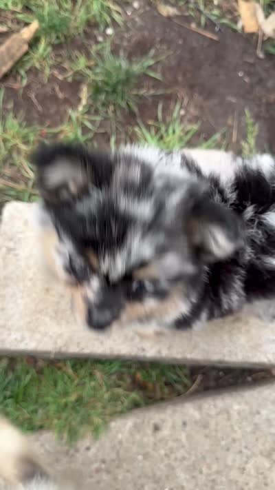 Gizmo, a male Pomeranian for sale in Lakewood, OH – 7 of 7