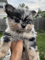 Gizmo, a male Pomeranian for sale in Lakewood, OH – 2 of 7
