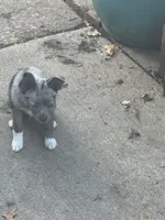 Gizmo, a male Chihuahua and Pomeranian for sale in Lakewood, OH – 4 of 9