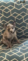 Mercy, a female Chihuahua and Pomeranian for sale in Lakewood, OH – 8 of 9