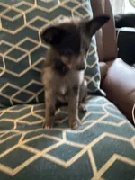 Shilly, a male Chihuahua and Pomeranian for sale in Lakewood, OH – 2 of 10