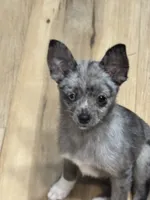 Gully, a male Chihuahua and Pomeranian for sale in Lakewood, OH – 2 of 2