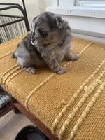 Sassy Sasha, a female Pomeranian for sale in Lakewood, OH – 3 of 3