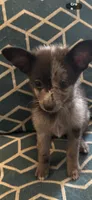 Shilly, a male Chihuahua and Pomeranian for sale in Lakewood, OH – 10 of 10
