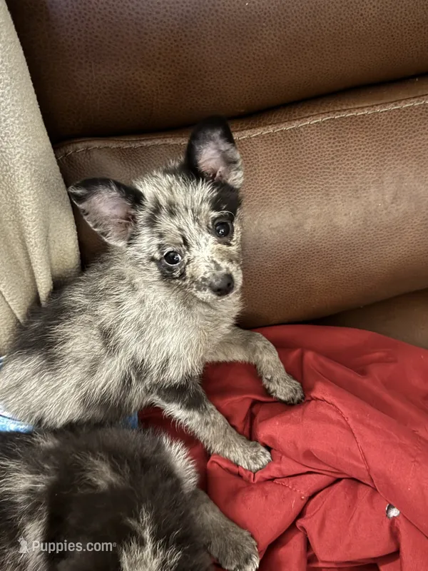 Mercy  – Chihuahua, Pomeranian puppy for sale in Lakewood, OH