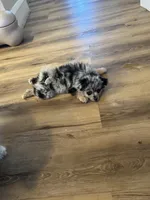 Lil Lea , a female Pomeranian for sale in Lakewood, OH – 6 of 6