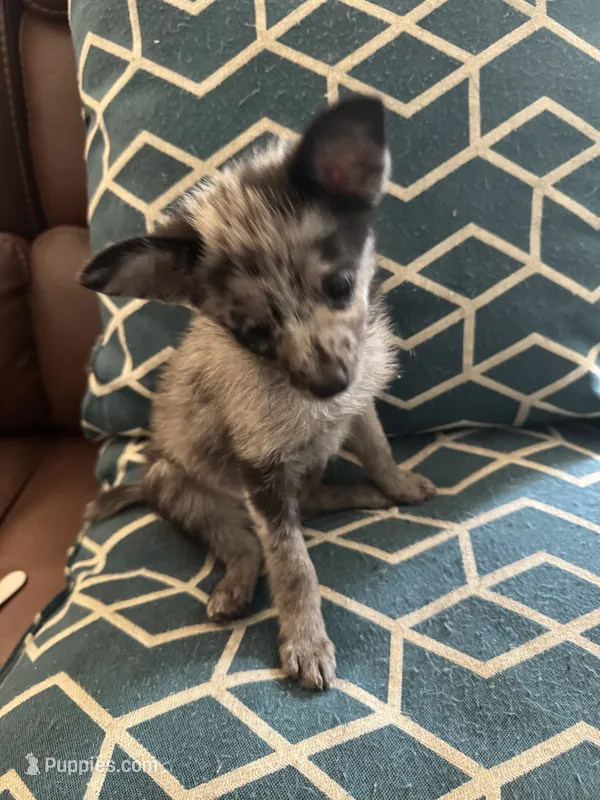 Mercy – Chihuahua, Pomeranian puppy for sale in Lakewood, OH
