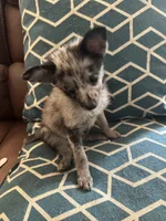 Mercy, a female Chihuahua and Pomeranian for sale in Lakewood, OH – 1 of 9