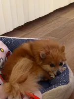Bonnie, a female Pomeranian for sale in Lakewood Township, NJ – 4 of 5