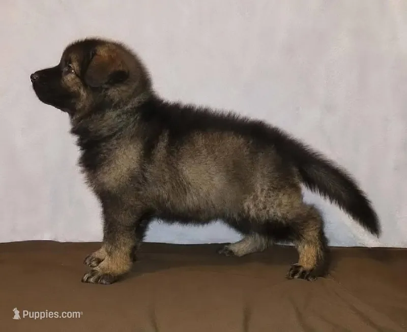 Black – German Shepherd Dog puppy for sale in Lakewood Township, NJ