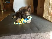 Black, a male German Shepherd Dog for sale in Dearborn, MI – 4 of 6