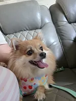 Bonnie, a female Pomeranian for sale in Lakewood Township, NJ – 2 of 5