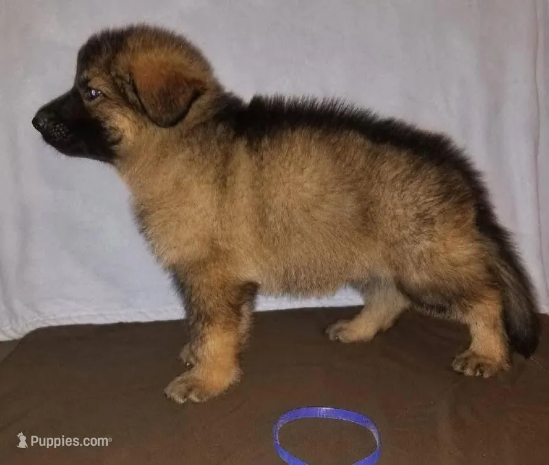 Purple  – German Shepherd Dog puppy for sale in Lakewood Township, NJ
