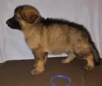 Purple , a male German Shepherd Dog for sale in Lakewood Township, NJ – 1 of 1