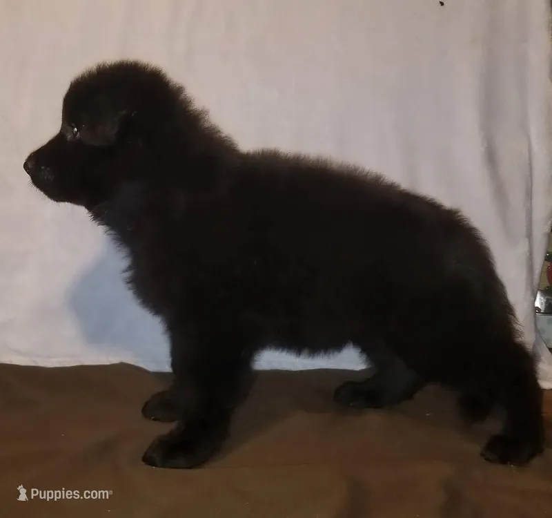 Solid black – German Shepherd Dog puppy for sale in Lakewood Township, NJ