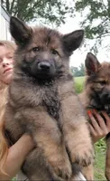 Black, a male German Shepherd Dog for sale in Dearborn, MI – 3 of 6