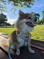 Bonnie, a female Pomeranian for sale in Lakewood Township, NJ – 3 of 5