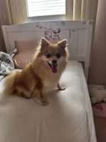 Bonnie, a female Pomeranian for sale in Lakewood Township, NJ – 5 of 5
