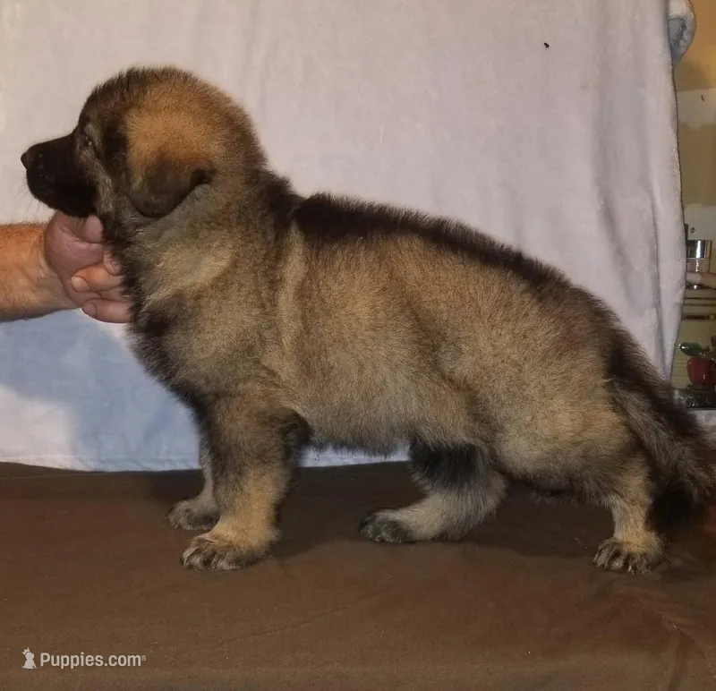 Blue – German Shepherd Dog puppy for sale in Lakewood Township, NJ