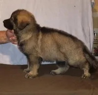 Blue, a male German Shepherd Dog for sale in Lakewood Township, NJ – 1 of 1