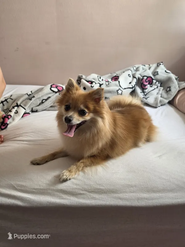 Bonnie – Pomeranian puppy for sale in Lakewood Township, NJ