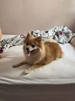 Bonnie, a female Pomeranian for sale in Lakewood Township, NJ – 1 of 5