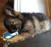 Black, a male German Shepherd Dog for sale in Dearborn, MI – 6 of 6