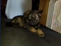 Black, a male German Shepherd Dog for sale in Dearborn, MI – 5 of 6