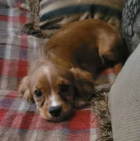 Taffeta, a female Cavapoo for sale in Chiefland, FL – 2 of 3