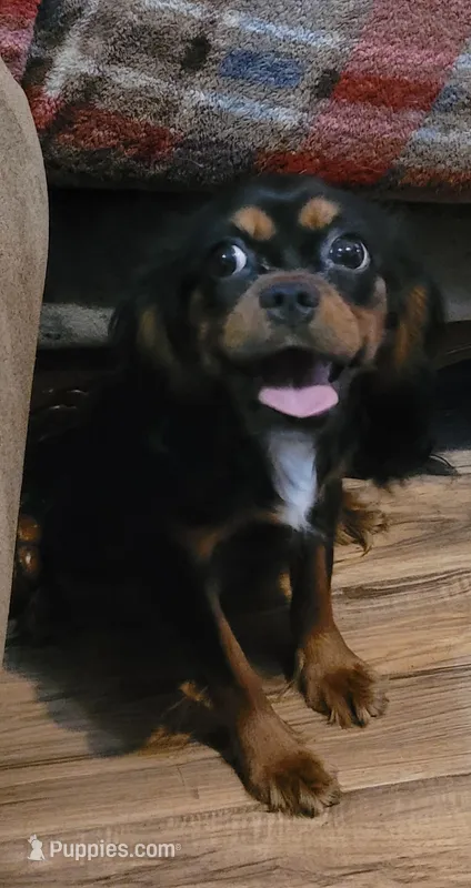 Toffee – Cavalier King Charles Spaniel puppy for sale in Chiefland, FL