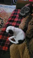 Hamilton, a male Cavapoo for sale in Chiefland, FL – 2 of 2