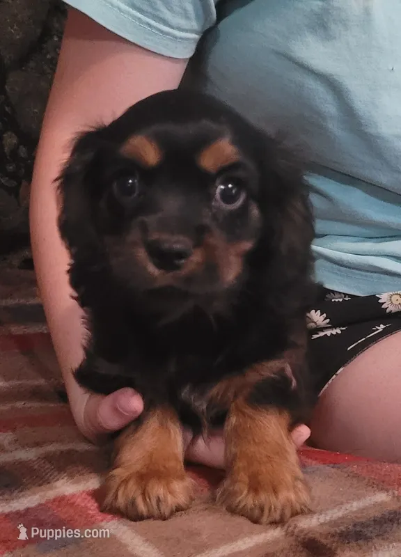 Drew – Cavalier King Charles Spaniel puppy for sale in Chiefland, FL