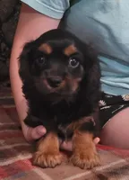 Drew, a male Cavalier King Charles Spaniel for sale in Chiefland, FL – 1 of 1
