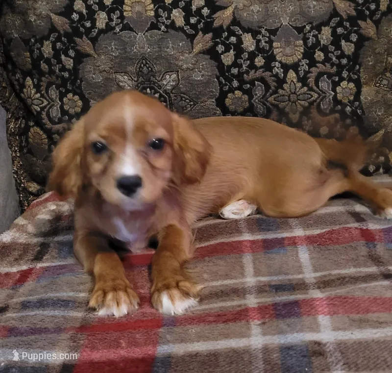 Taffeta – Cavapoo puppy for sale in Chiefland, FL