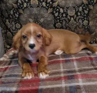 Taffeta, a female Cavapoo for sale in Chiefland, FL – 3 of 3