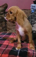 Lucy, a female Cavalier King Charles Spaniel for sale in Chiefland, FL – 2 of 2