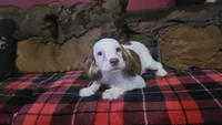 Mulligan, a male Cavapoo for sale in Chiefland, FL – 2 of 4