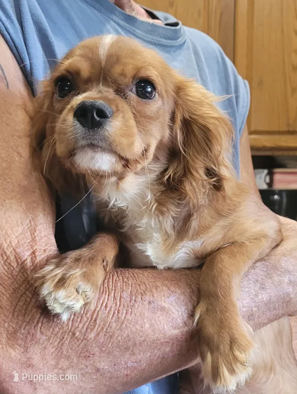Lucy – Cavalier King Charles Spaniel puppy for sale in Chiefland, FL