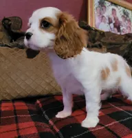 Tessa, a female Cavalier King Charles Spaniel for sale in Chiefland, FL – Photo 2 of 3