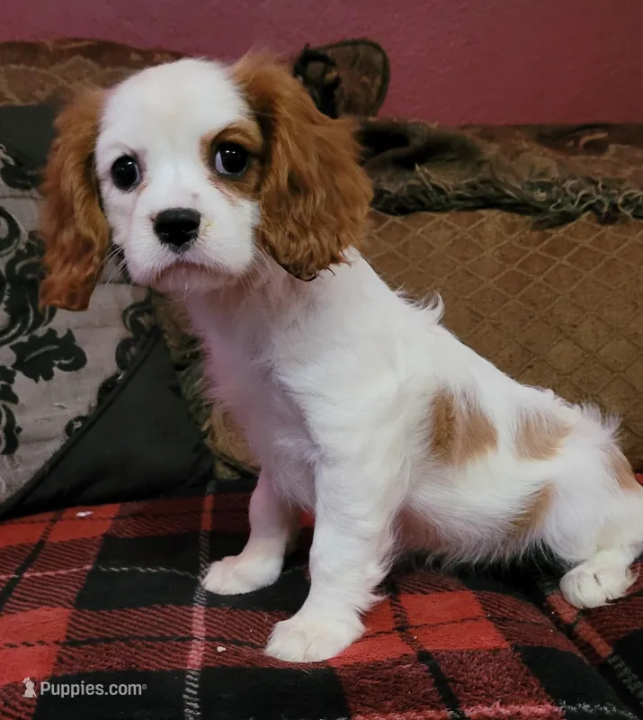 Tessa – Cavalier King Charles Spaniel puppy for sale in Chiefland, FL