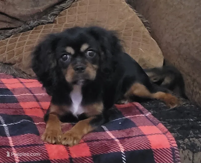Toffee – Cavalier King Charles Spaniel puppy for sale in Chiefland, FL