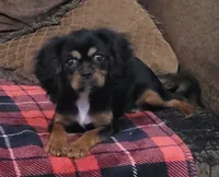 Toffee, a female Cavalier King Charles Spaniel for sale in Chiefland, FL – 1 of 3