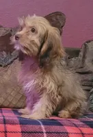 Lafayette , a male Cavapoo for sale in Chiefland, FL – 3 of 4