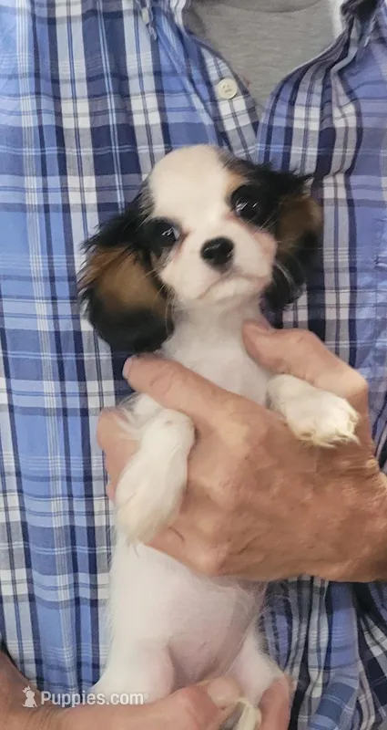 Mopsy – Cavalier King Charles Spaniel puppy for sale in Chiefland, FL