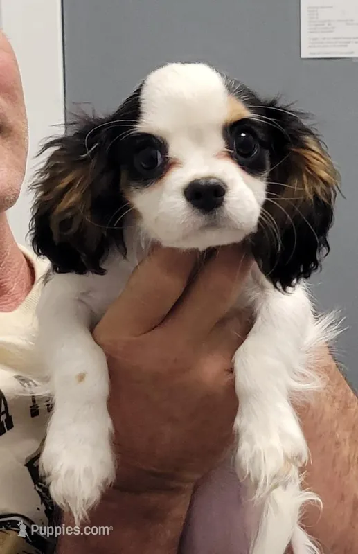 Mopsy, a female Cavalier King Charles Spaniel for sale in Chiefland, FL – Photo 1 of 4