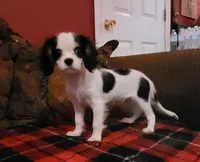 Mopsy, a female Cavalier King Charles Spaniel for sale in Chiefland, FL – Photo 2 of 4