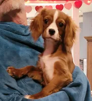 Enzo, a male Cavalier King Charles Spaniel for sale in Chiefland, FL – Photo 2 of 4