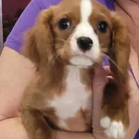 Enzo, a male Cavalier King Charles Spaniel for sale in Chiefland, FL – Photo 3 of 4