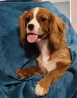 Enzo, a male Cavalier King Charles Spaniel for sale in Chiefland, FL – Photo 1 of 4