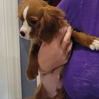 Enzo, a male Cavalier King Charles Spaniel for sale in Chiefland, FL – Photo 4 of 4